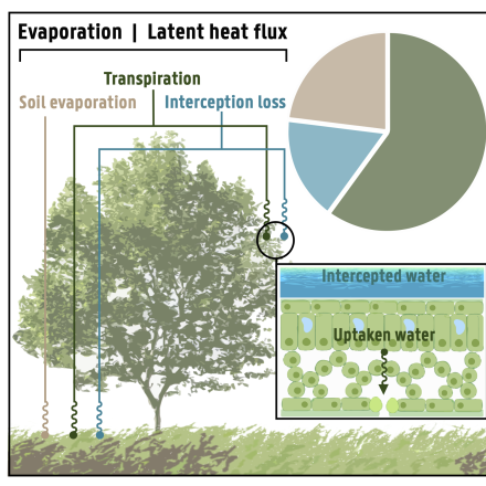  Main components of land evaporation. Akash Koppa and Diego Miralles.